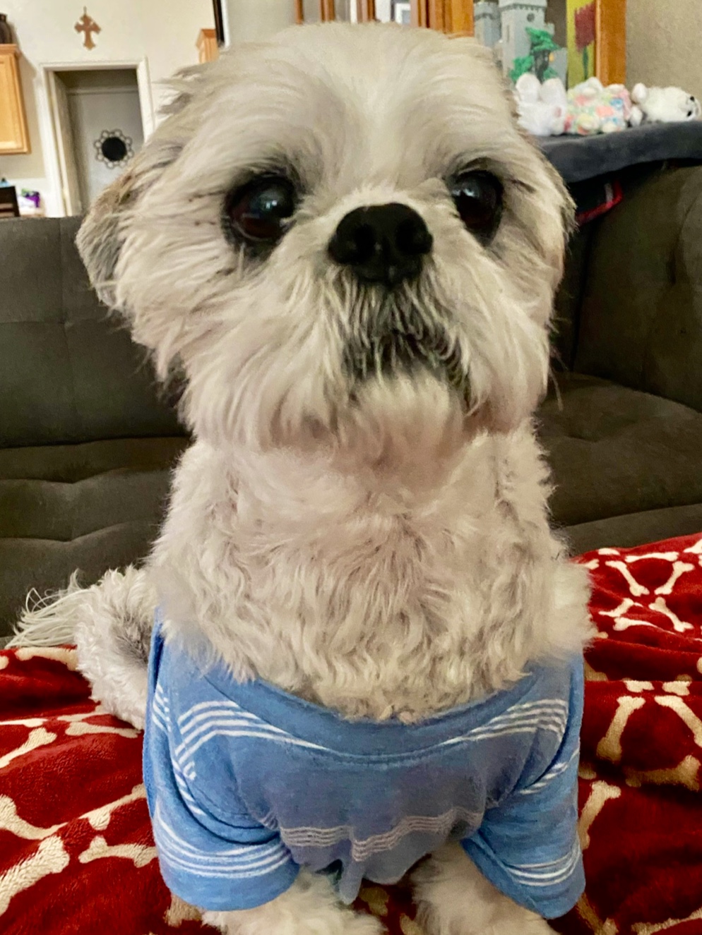 BluePearl Pet Hospital Las Vegas