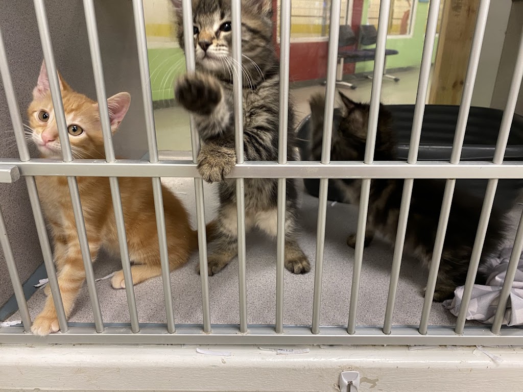 Humane Society of South Mississippi