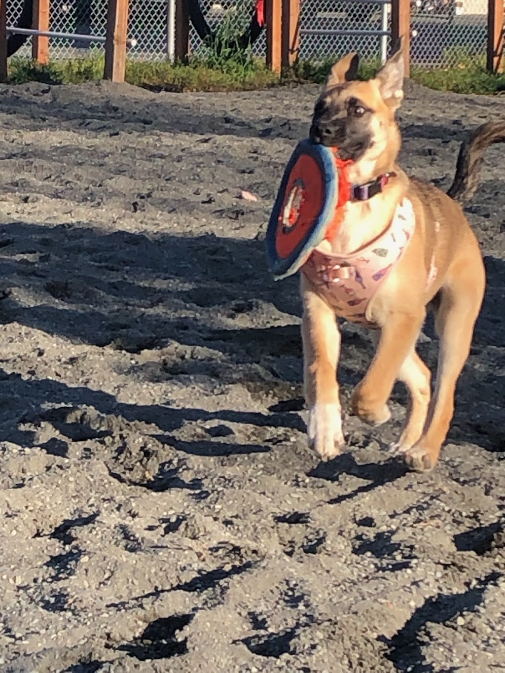 3 Friends Dog Park