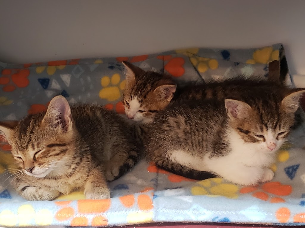 Maumee Valley Save-A-Pet