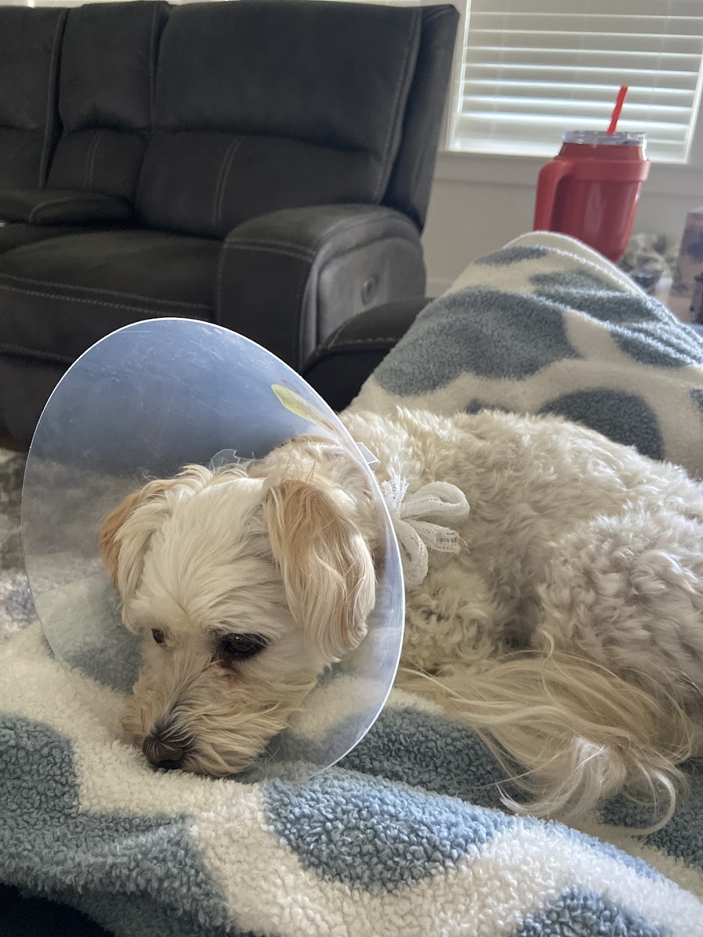 PetEmergency.vet Meridian