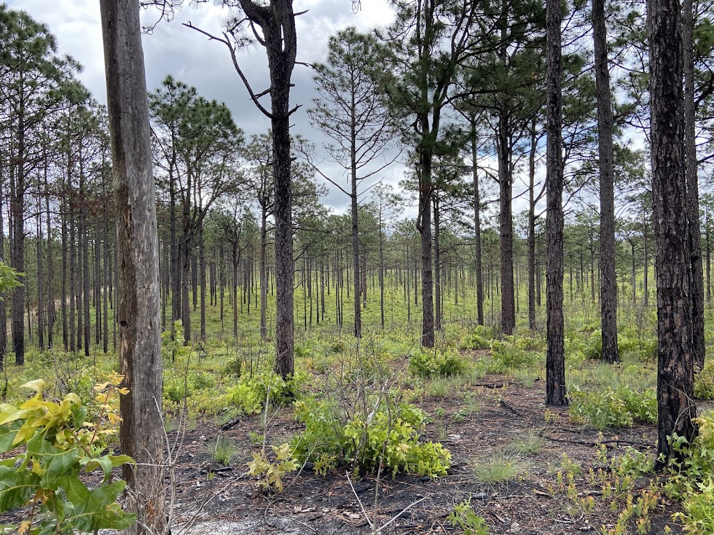 Carolina Sandhills National Wildlife Refuge