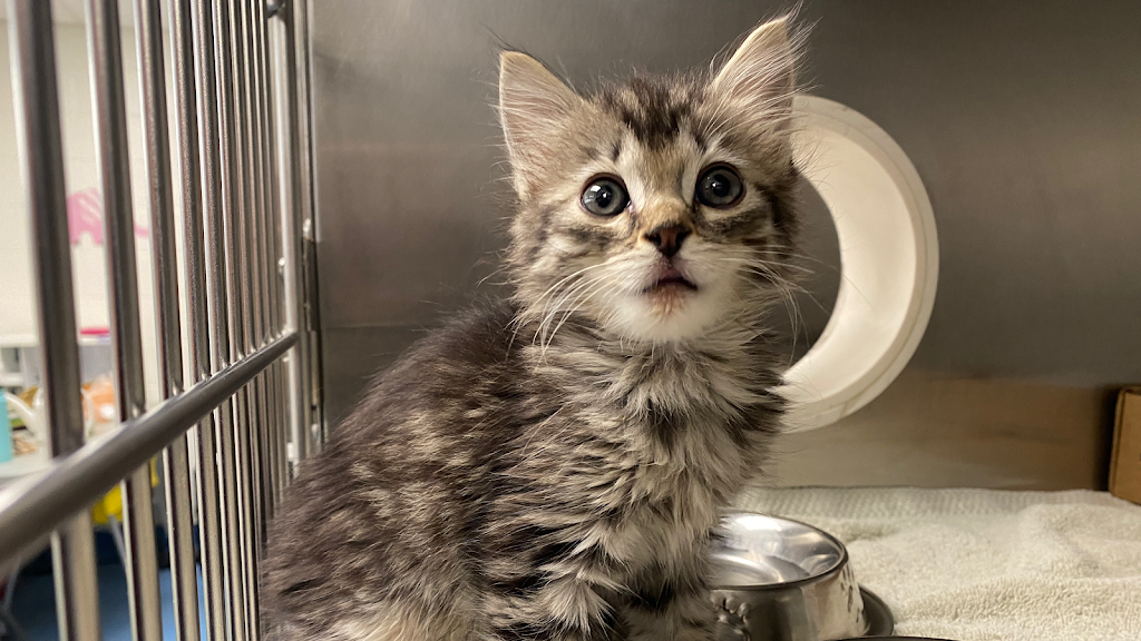Pima Animal Care Center