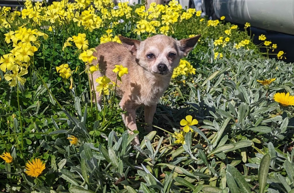 Bridgeport Animal Shelter