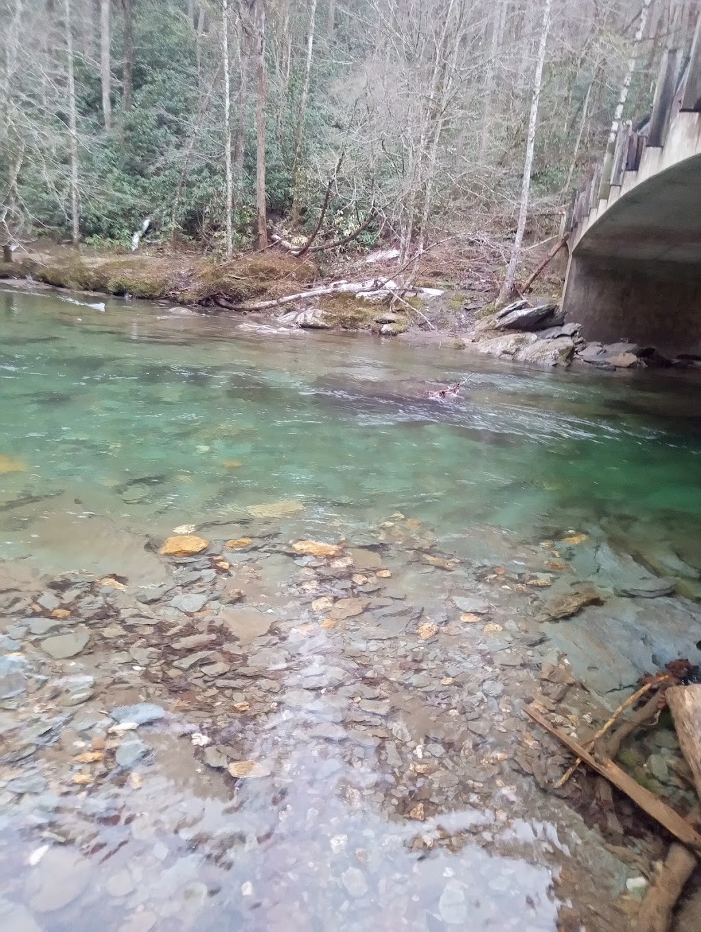 Cherokee National Forest (Tellico Ranger District)