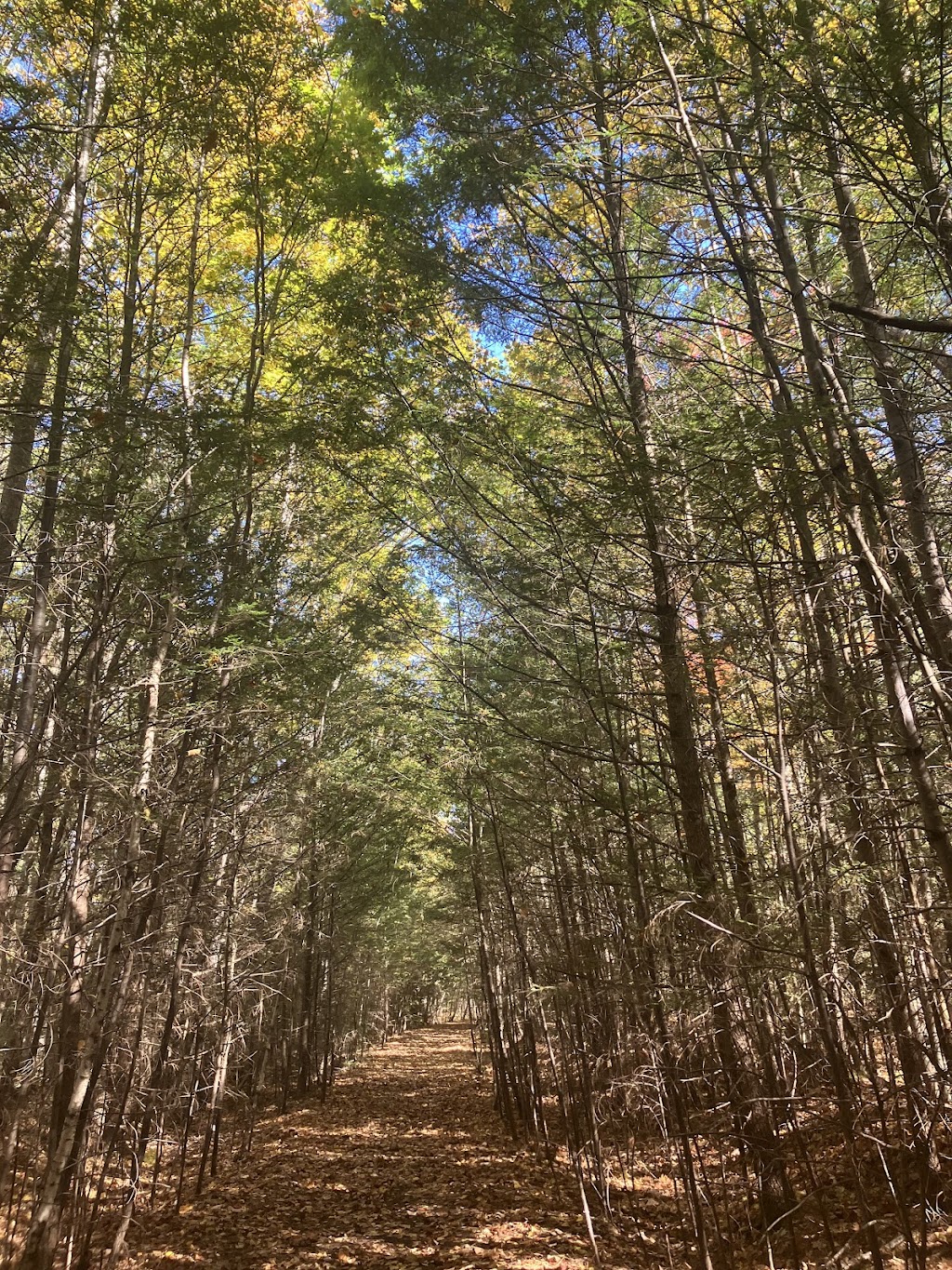 Saco Bay Trail