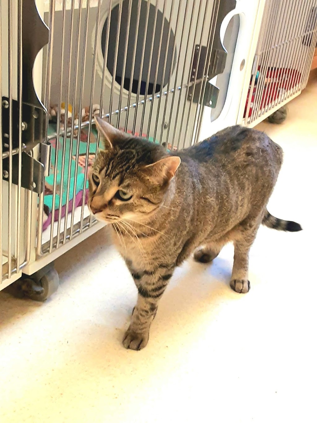 Toledo Animal Rescue (Foster Network)