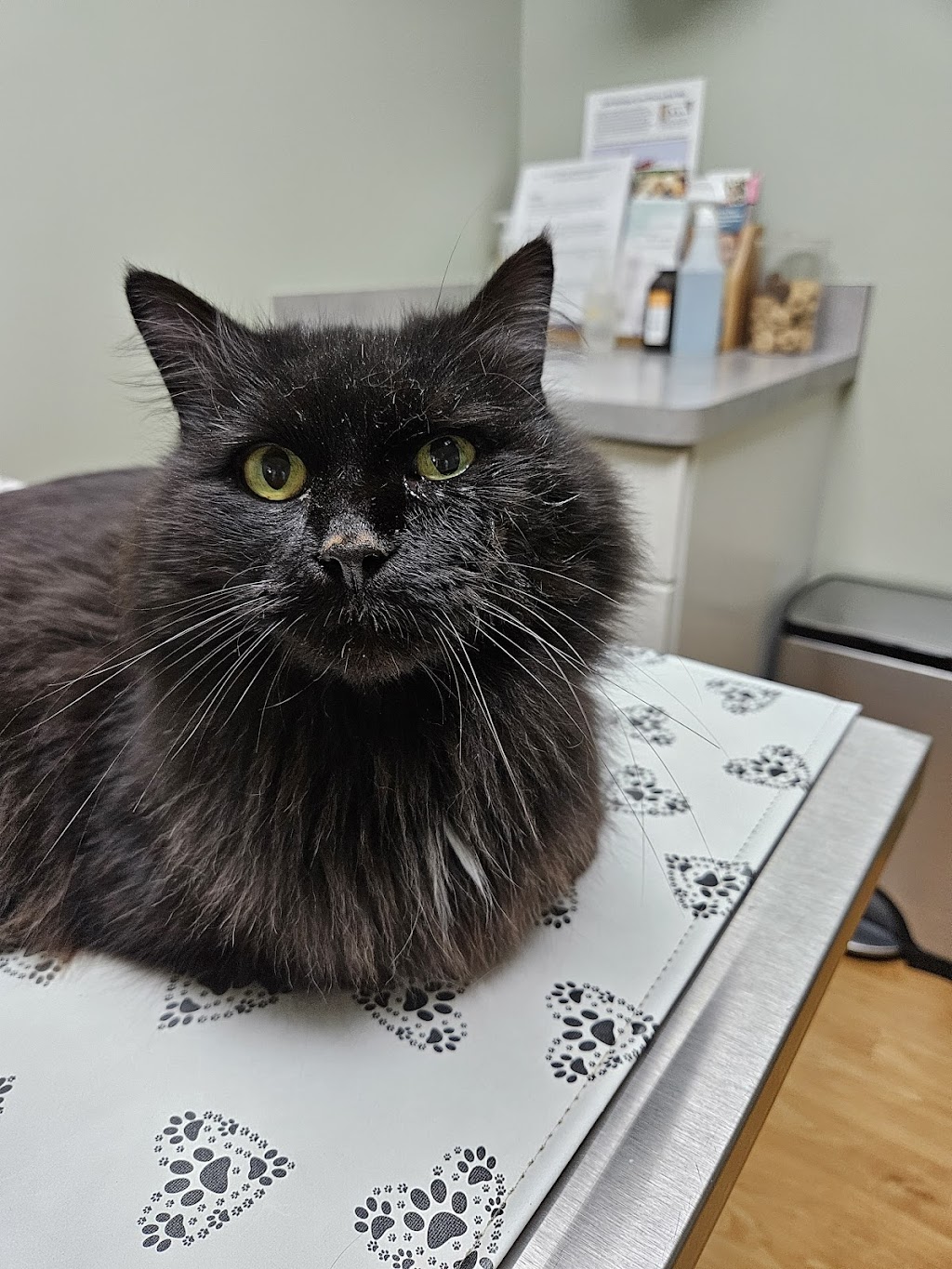 Animal Medical Center of Saline