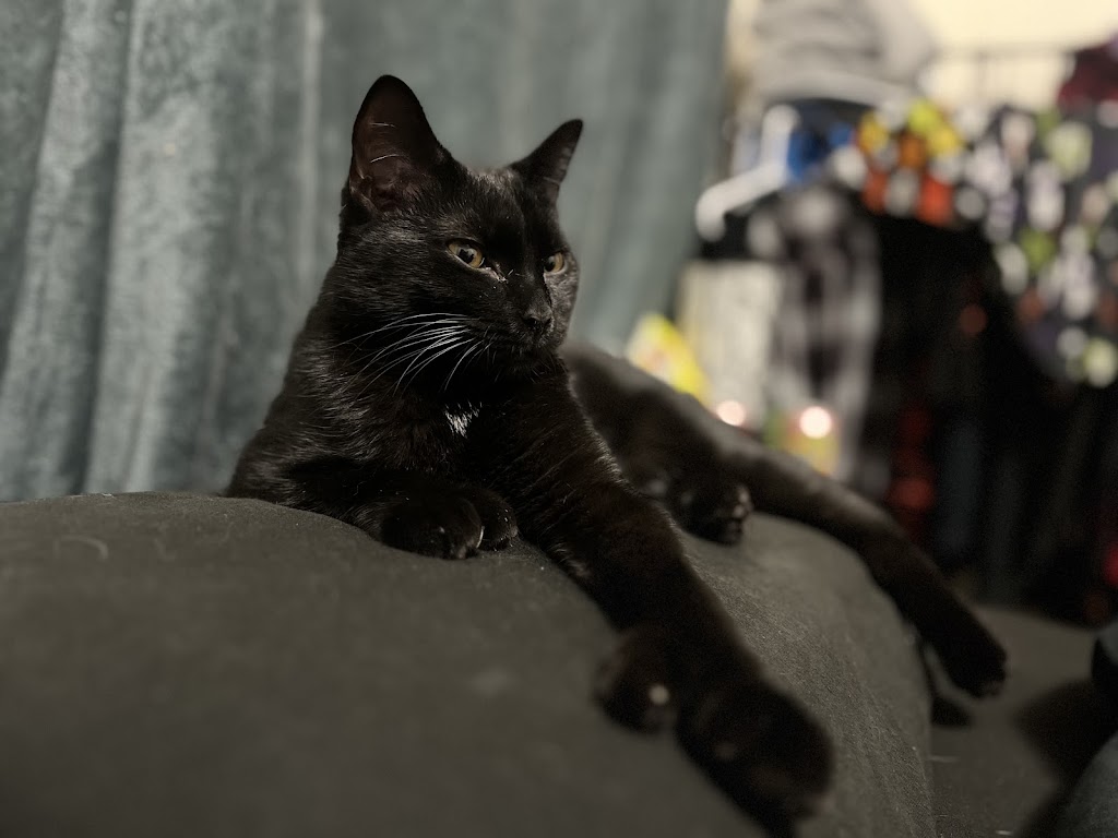 Rutland County Humane Society