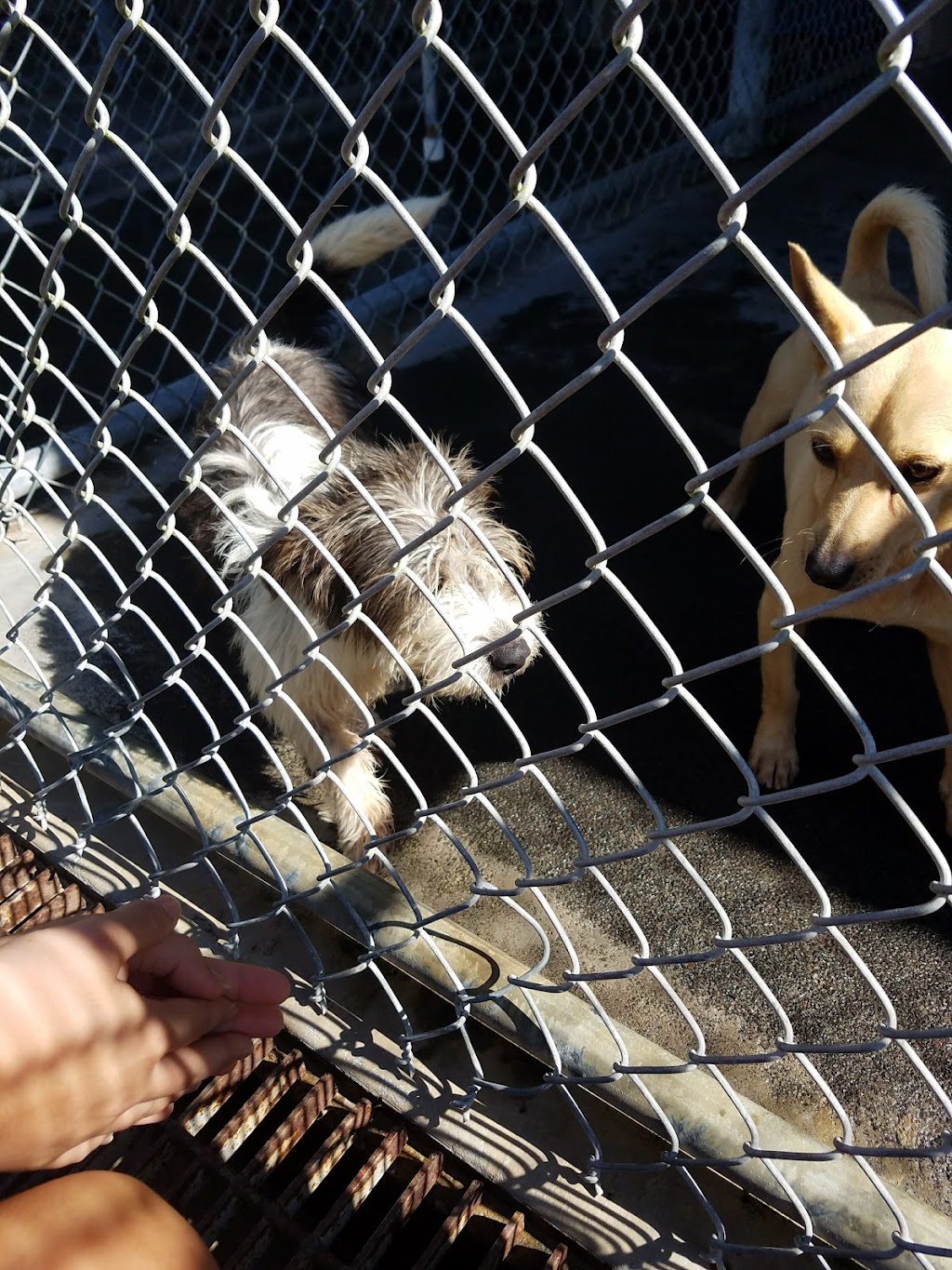 Hawaii Island Humane Society — Keaau