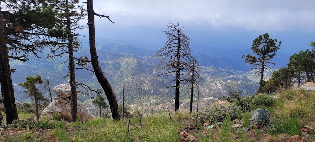 Aspen Loop Trail (Mt Lemmon)