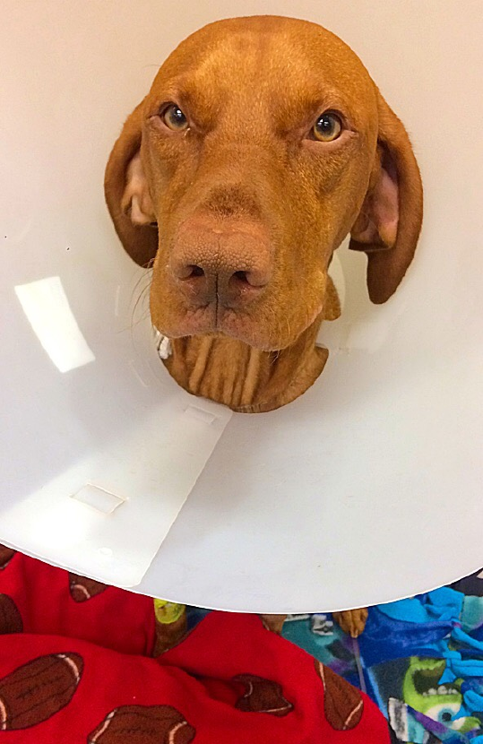 VCA MidWest Veterinary Referral & Emergency Center
