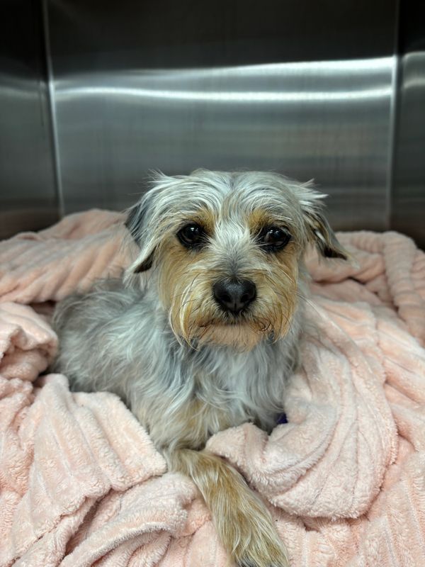 BluePearl Pet Hospital Orlando