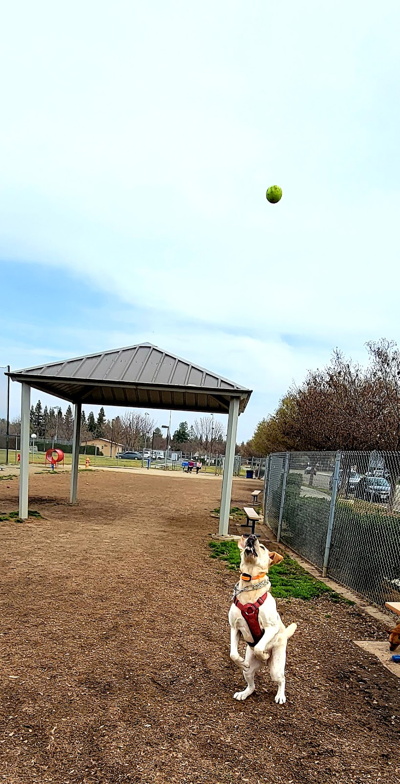Todd Beamer Dog Park