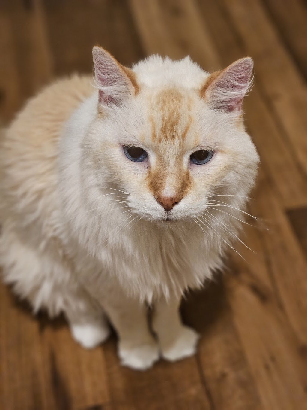 VCA Animal Hospital Omaha