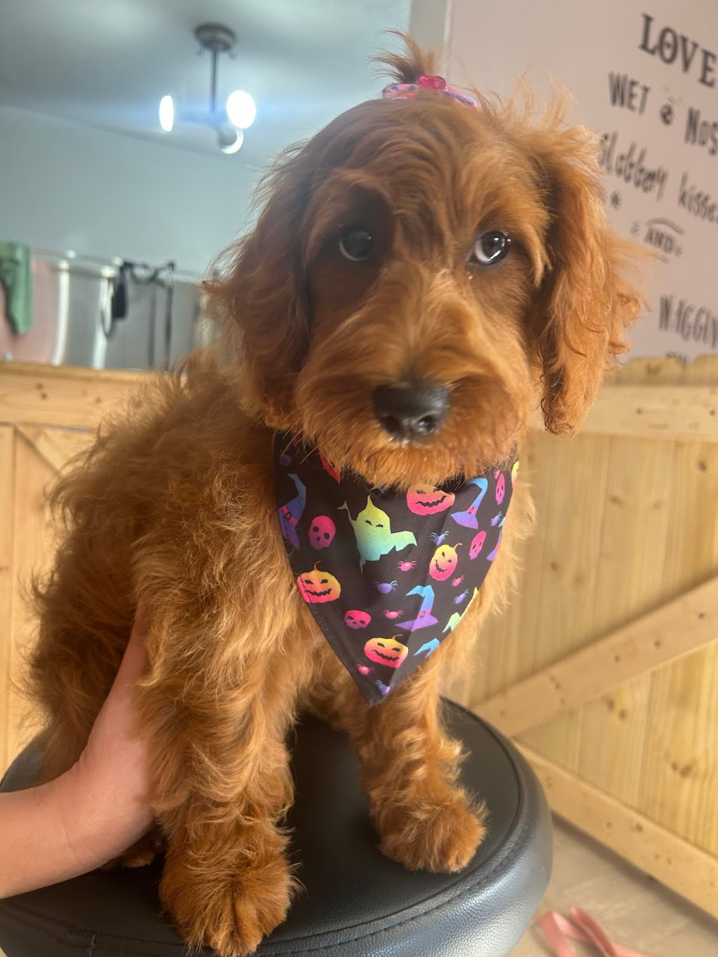 Canine Design Pet Salon