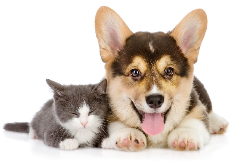 Pawmetto Lifeline