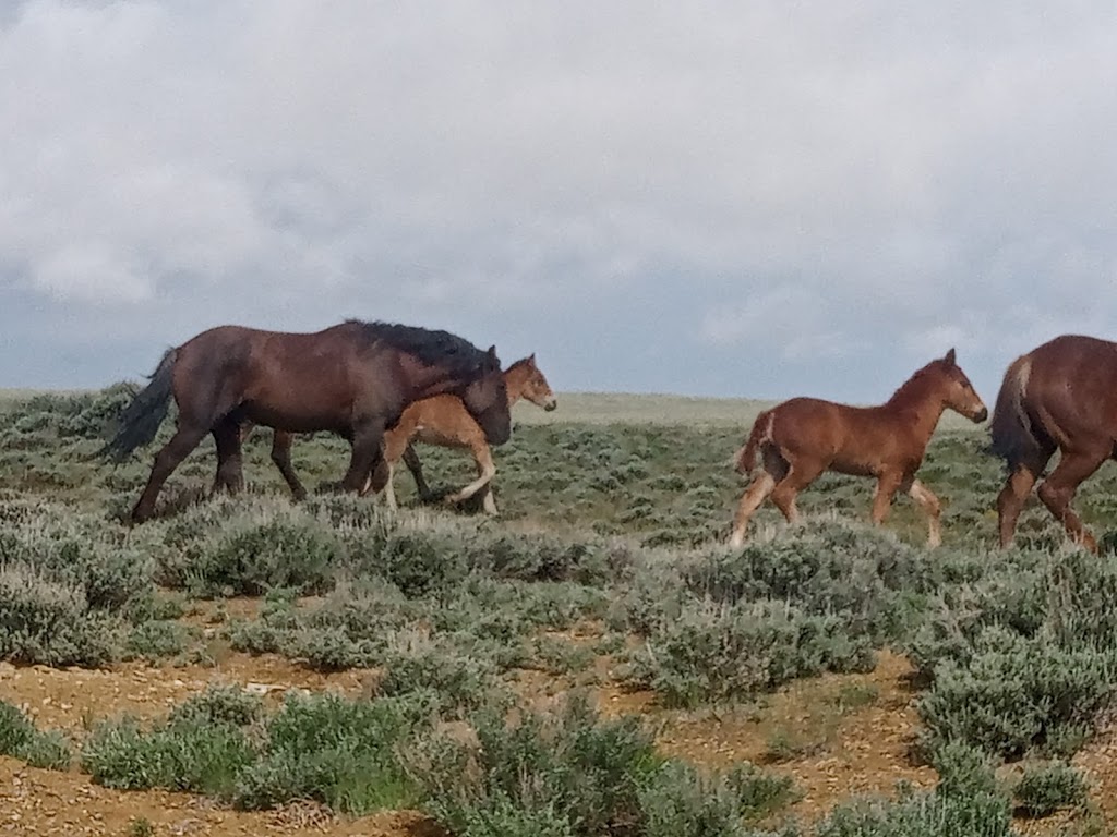 Pilot Butte Wild Horse Scenic Loop