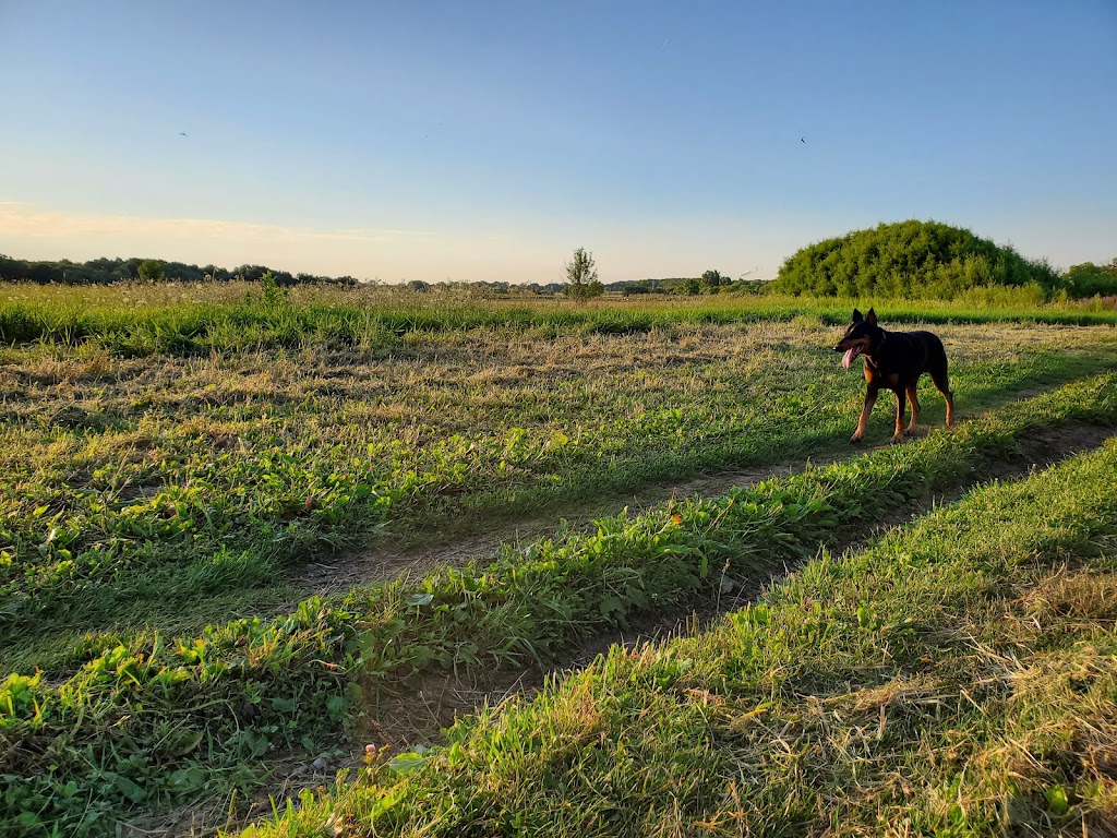 Runway Dog Exercise Area