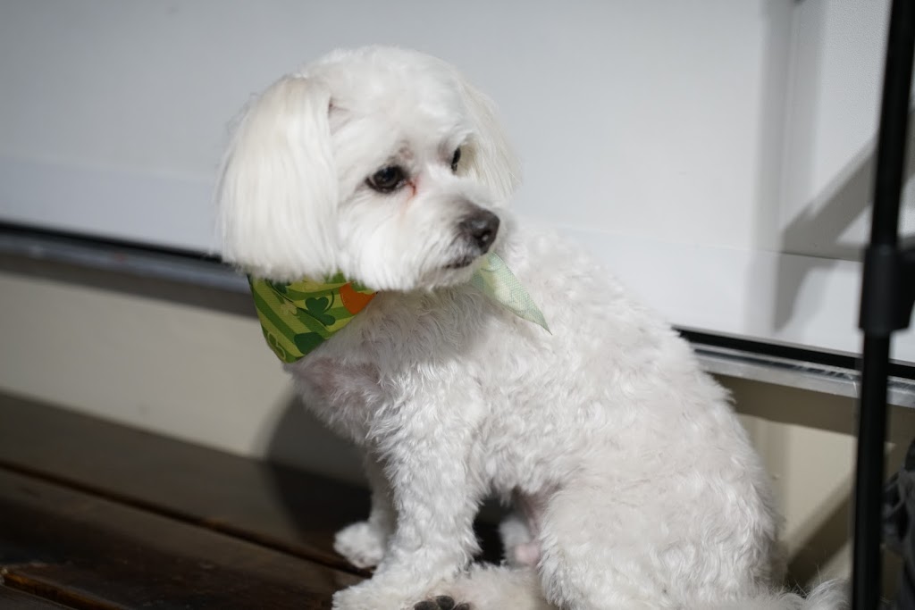 Greet & Treat Dog Grooming Services