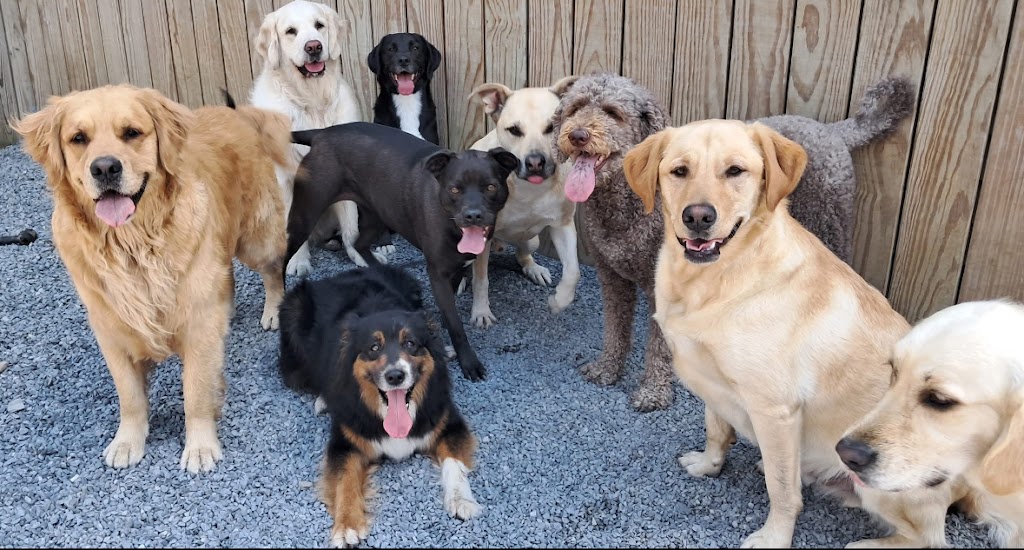 Canine Corral