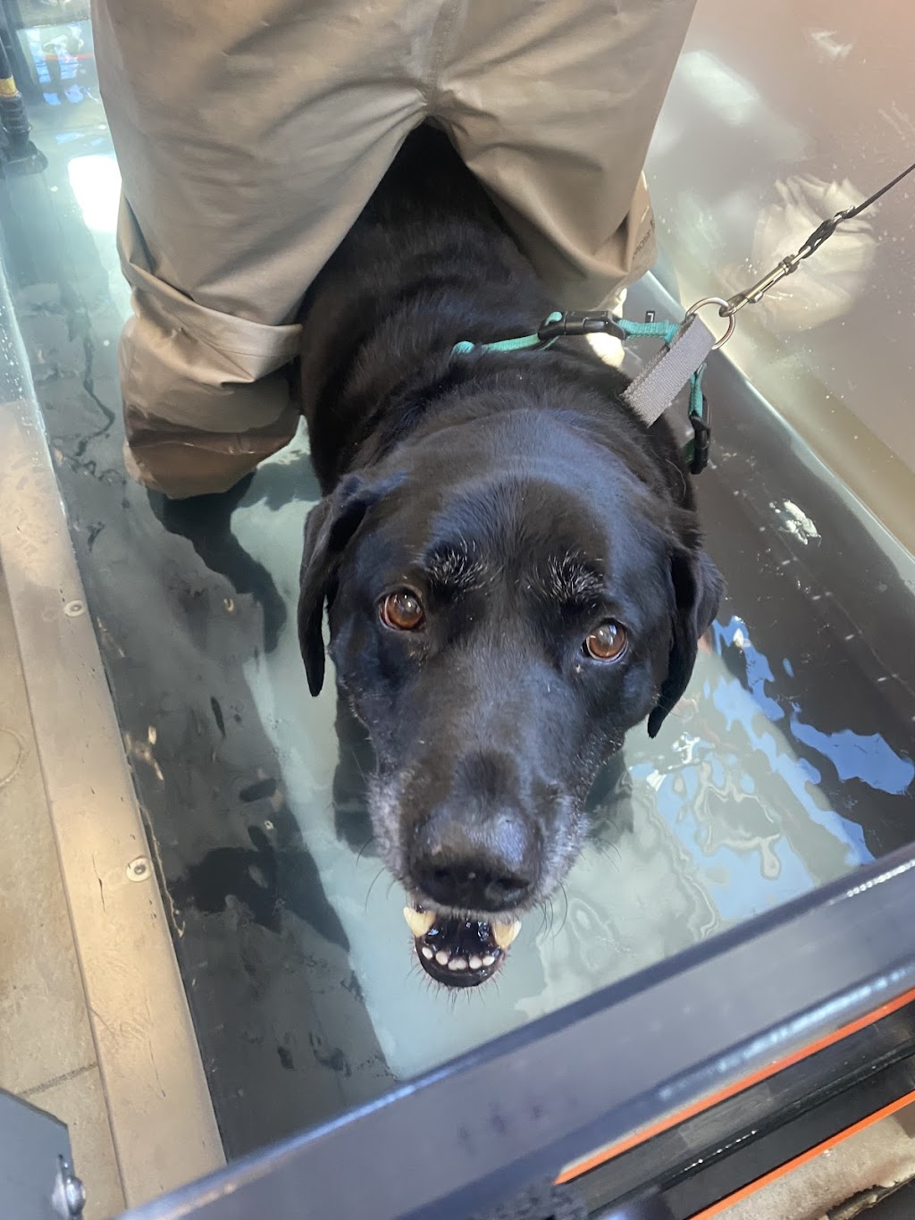 BluePearl Pet Hospital — Ann Arbor