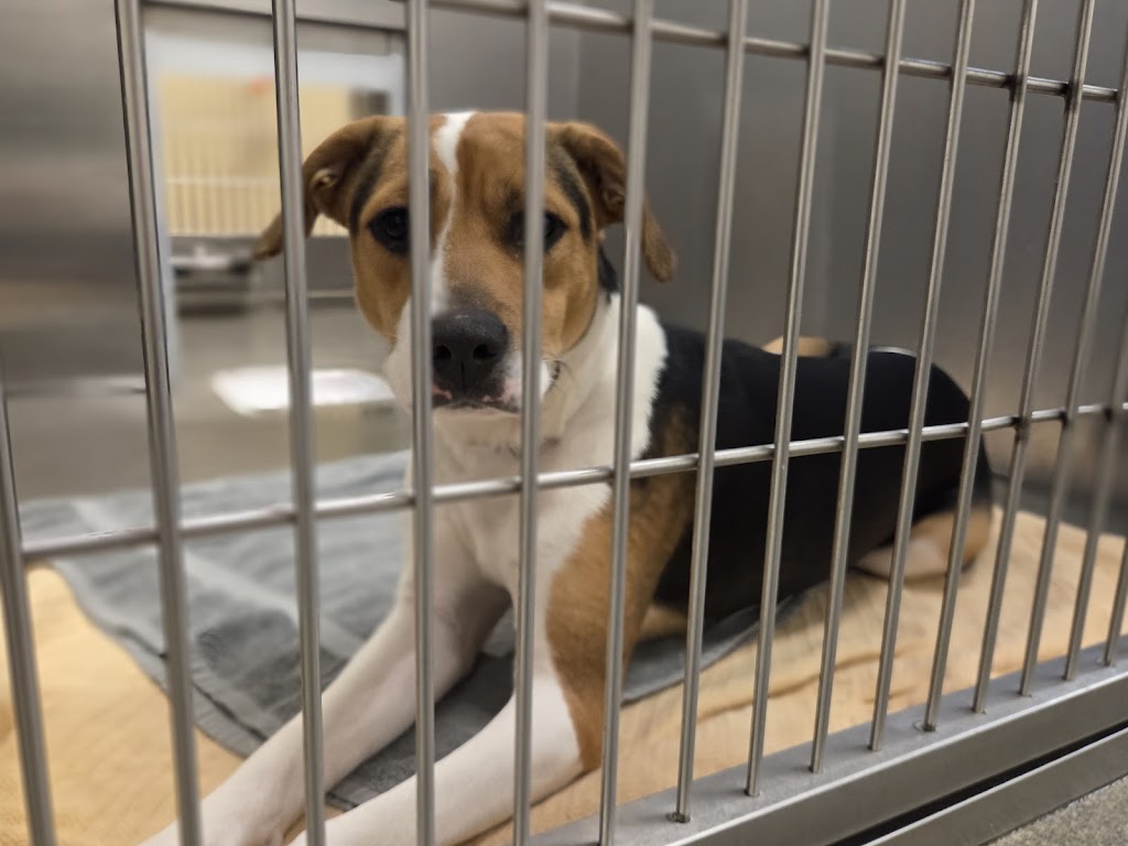 Franklin County Dog Shelter & Adoption Center