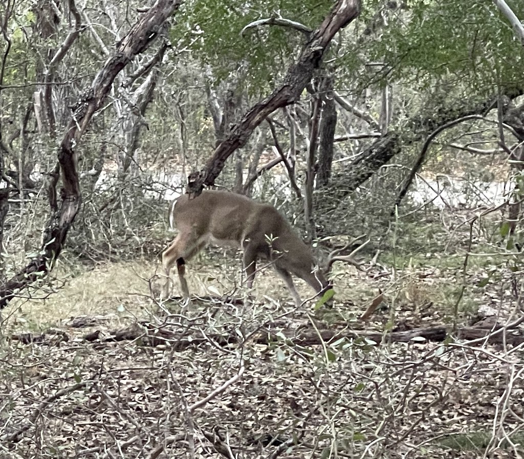 Salado Creek Greenway