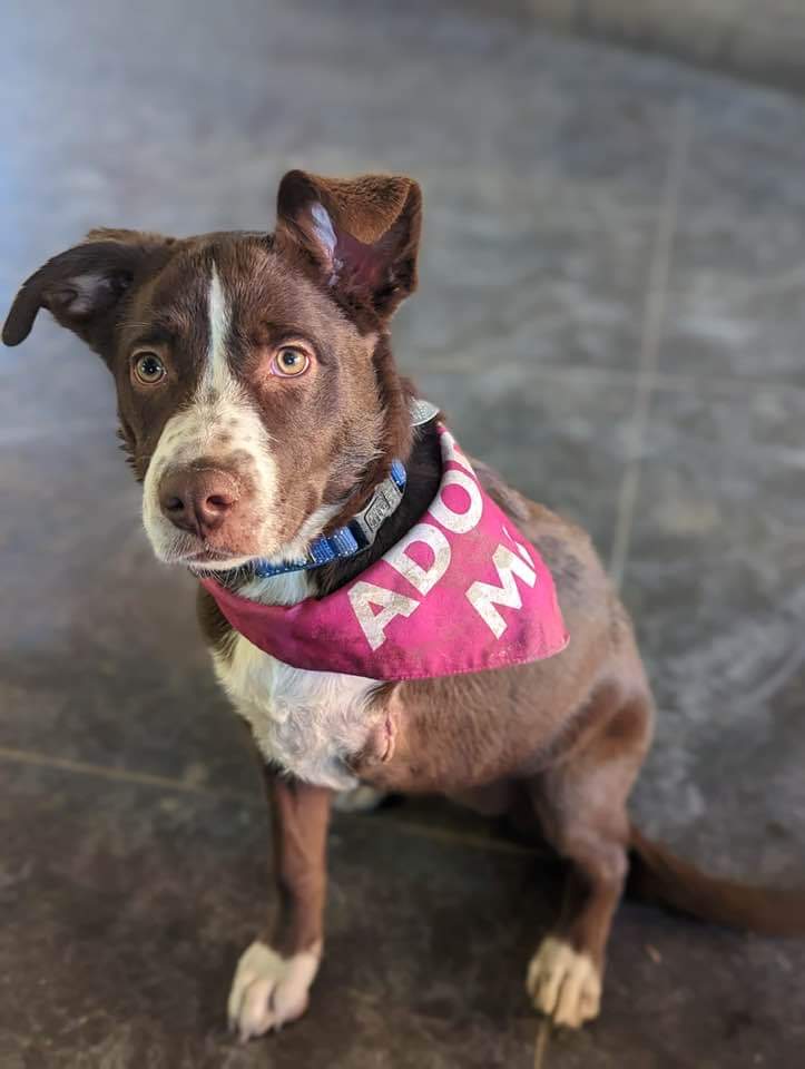 CARES (Companion Animal Rescue & Education Services)