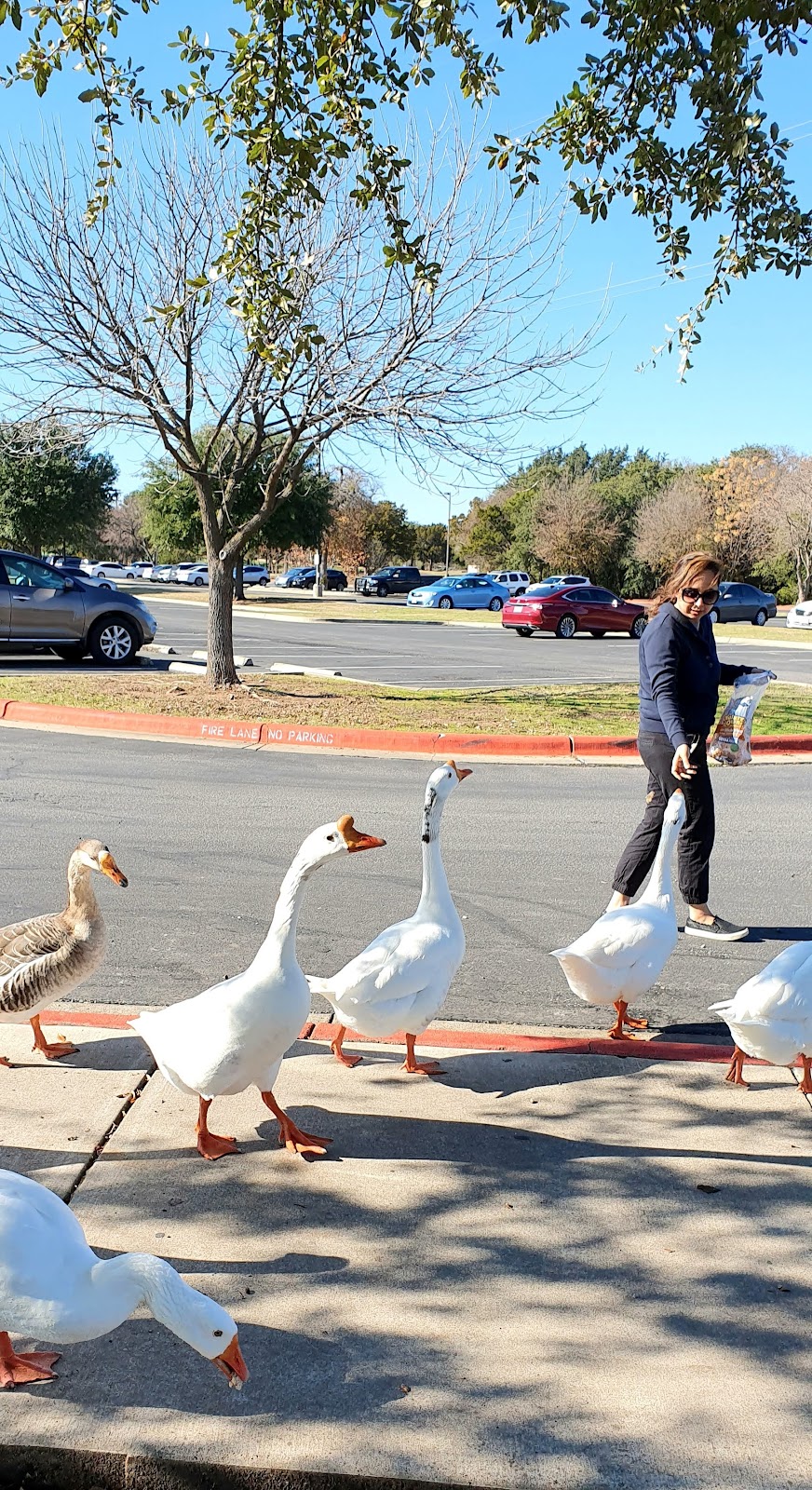 Brushy Creek Regional Trail