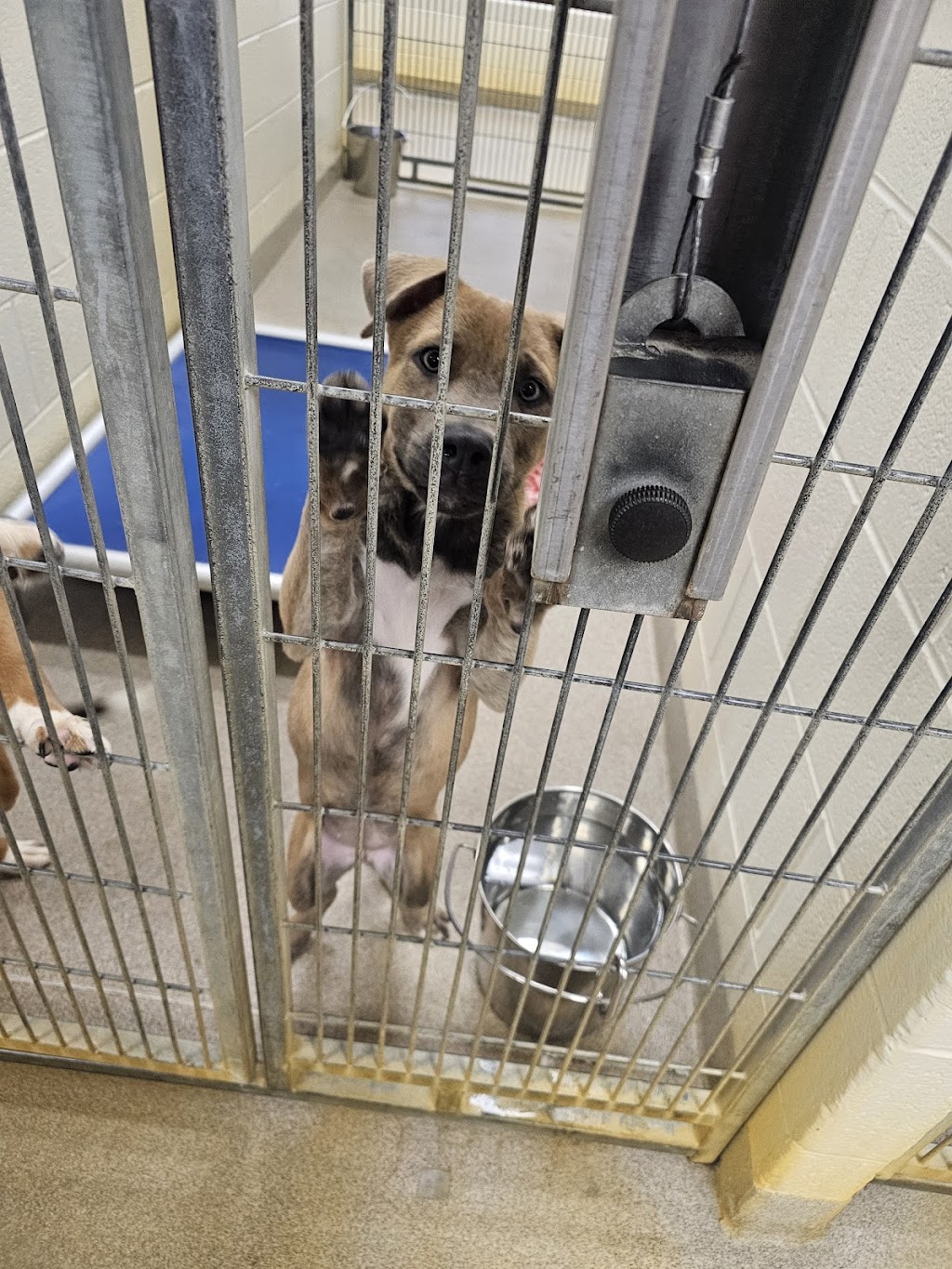 Virginia Beach SPCA