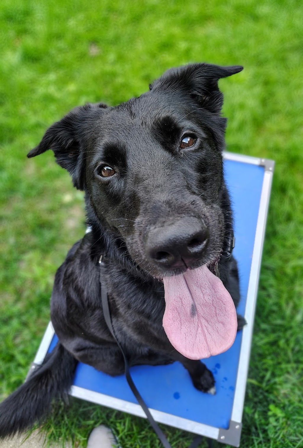 Zoom Room Dog Training