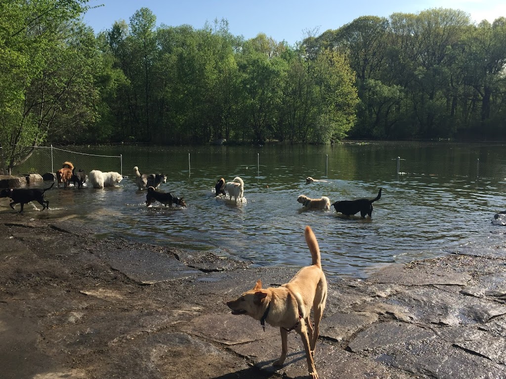 Prospect Park Dog Beach, Brooklyn