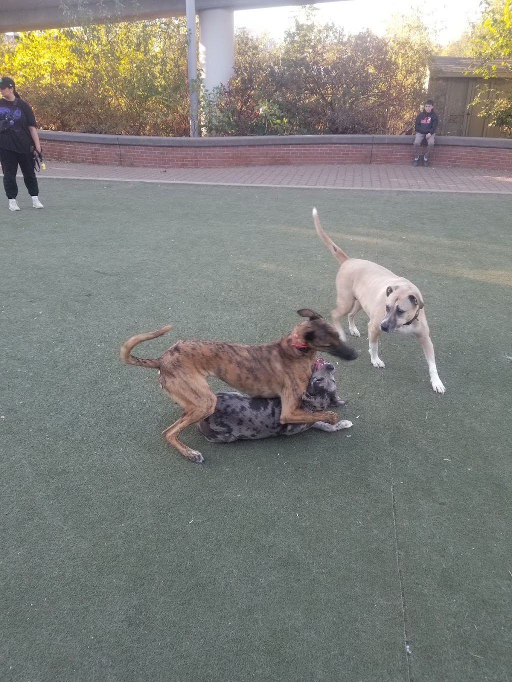 Chester Arthur Dog Run