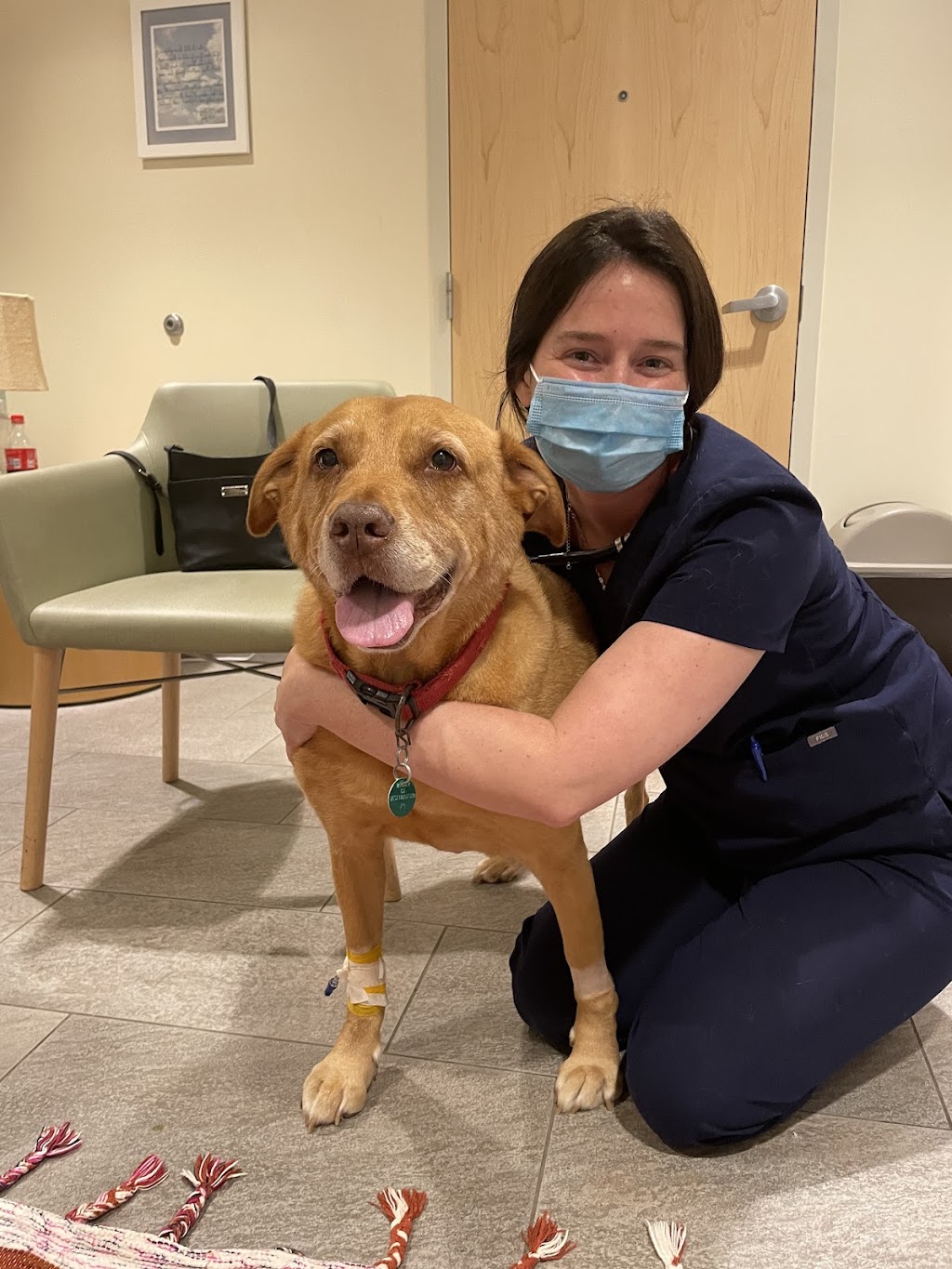 Tufts Foster Hospital for Small Animals