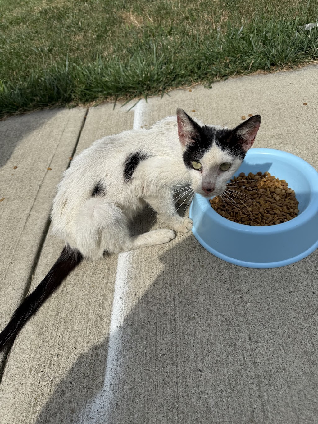 Veterinary Emergency Center Maumee