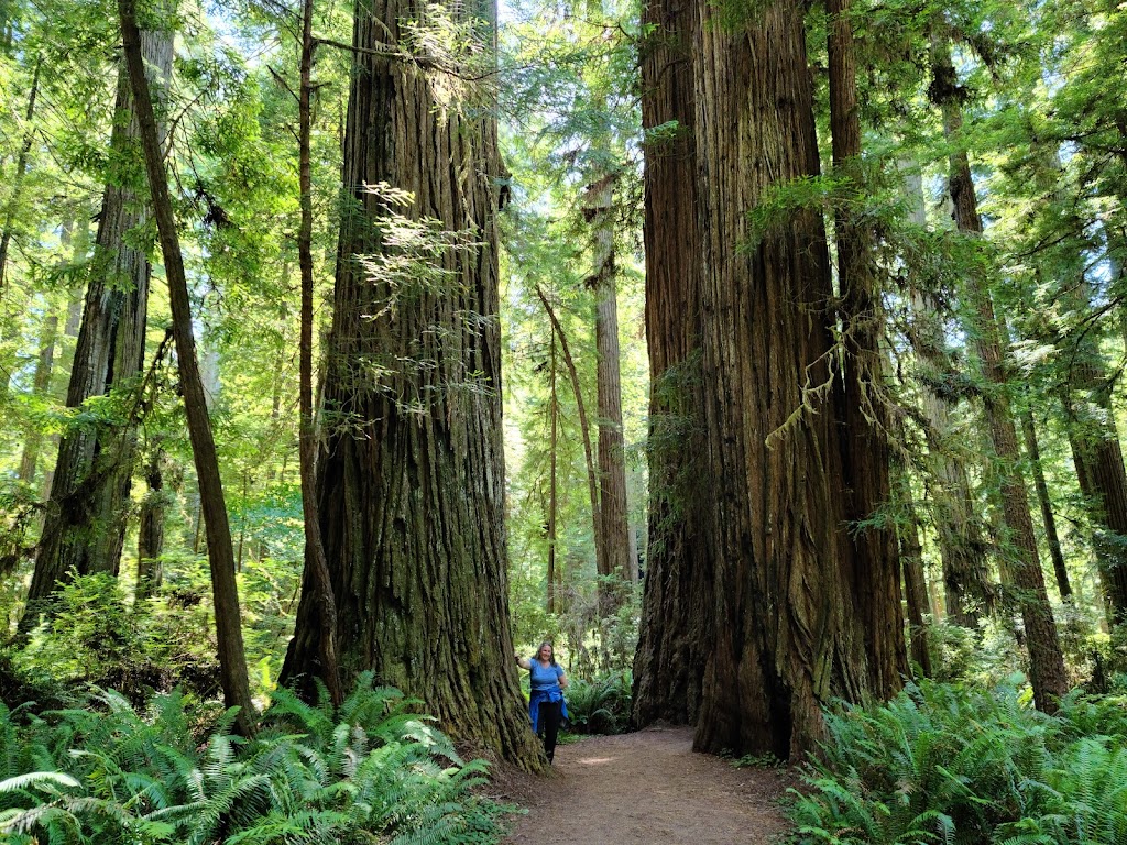 Redwood National & State Parks