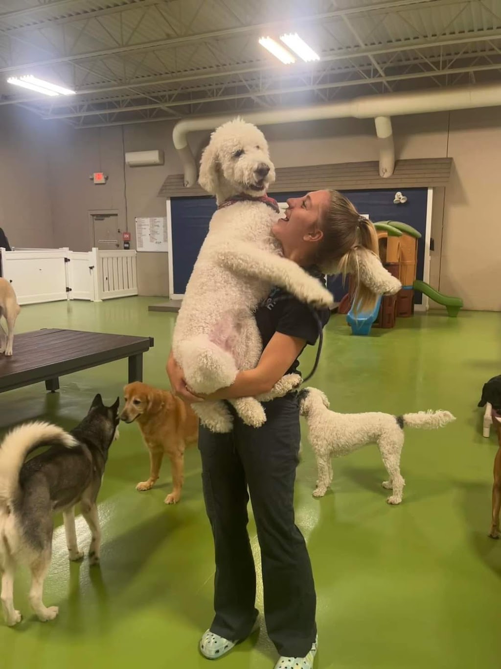 Pups Paradise — Sylvania
