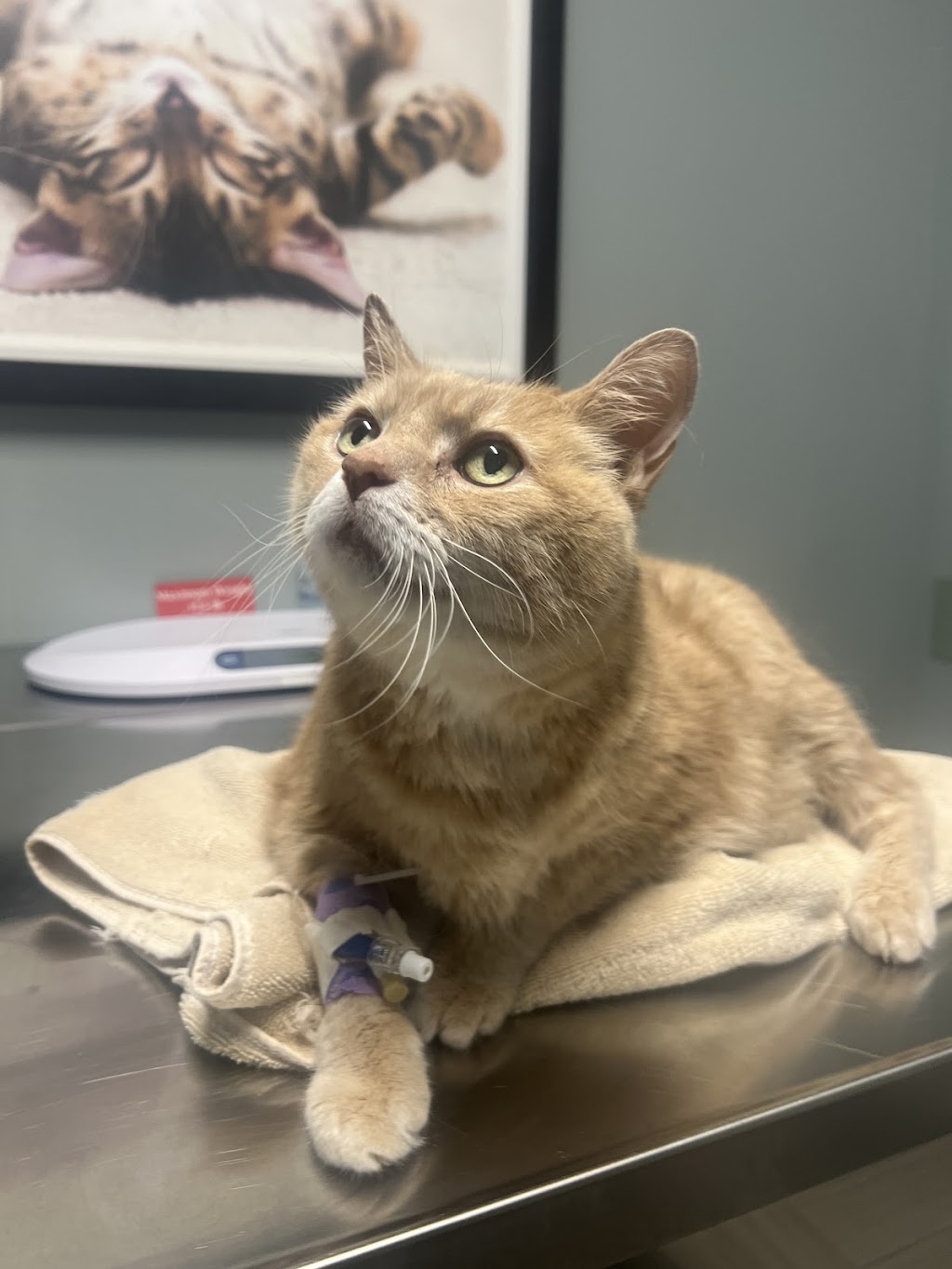 BluePearl Pet Hospital Atlanta