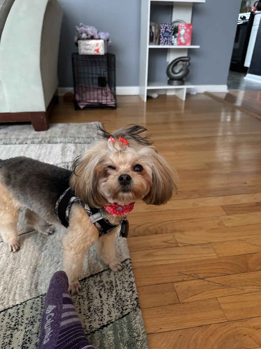 Posh Paws Pet Salon
