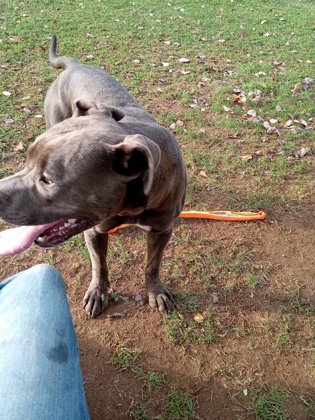 VFW Memorial Dog Park