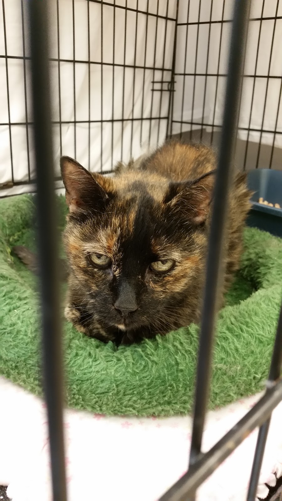 Pope Memorial SPCA