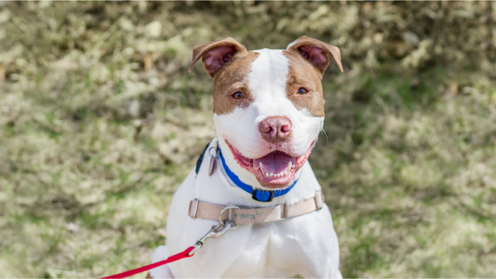Animal Humane Society — Golden Valley