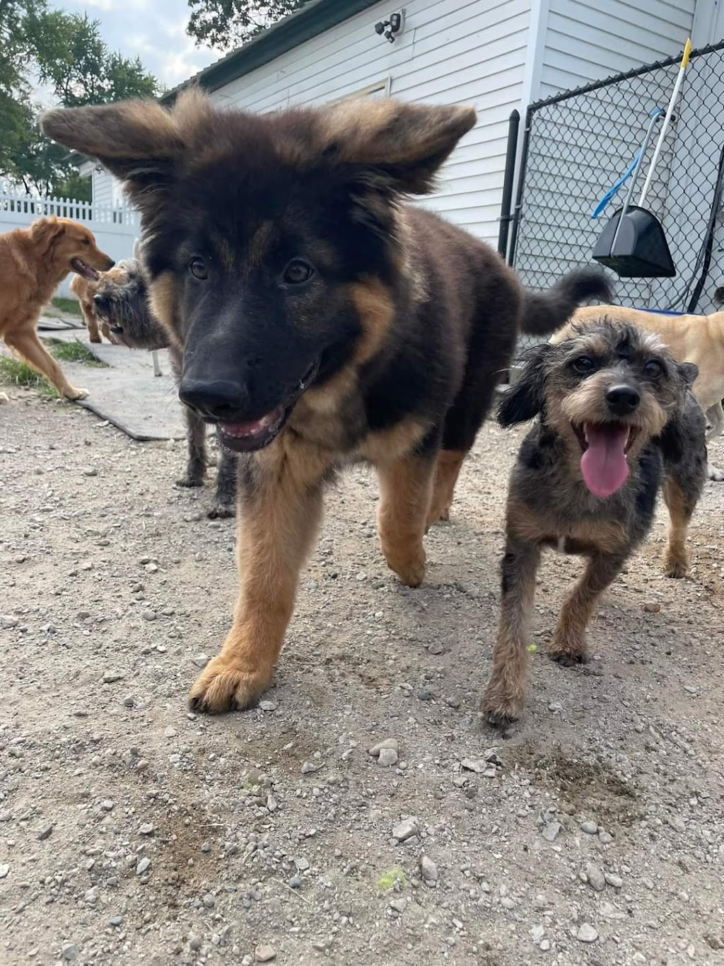 Linda's Camp K9