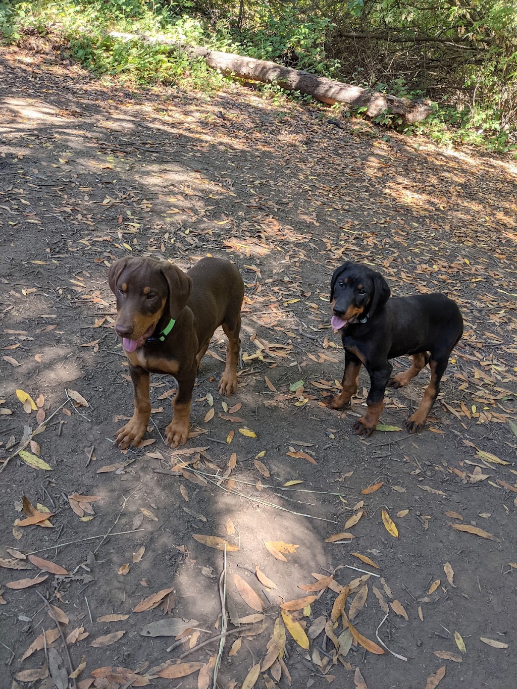 Drigon Dog Park