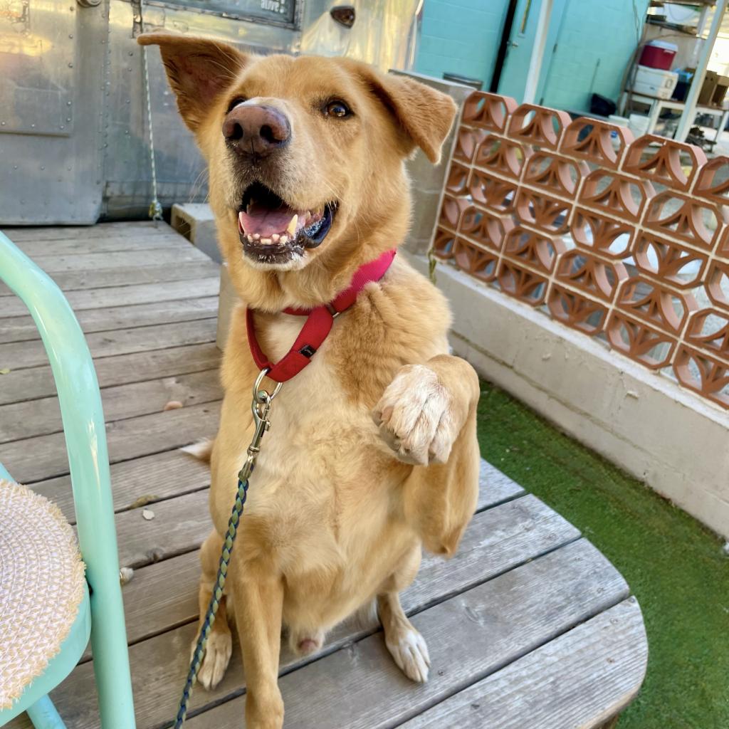 Austin Pets Alive!