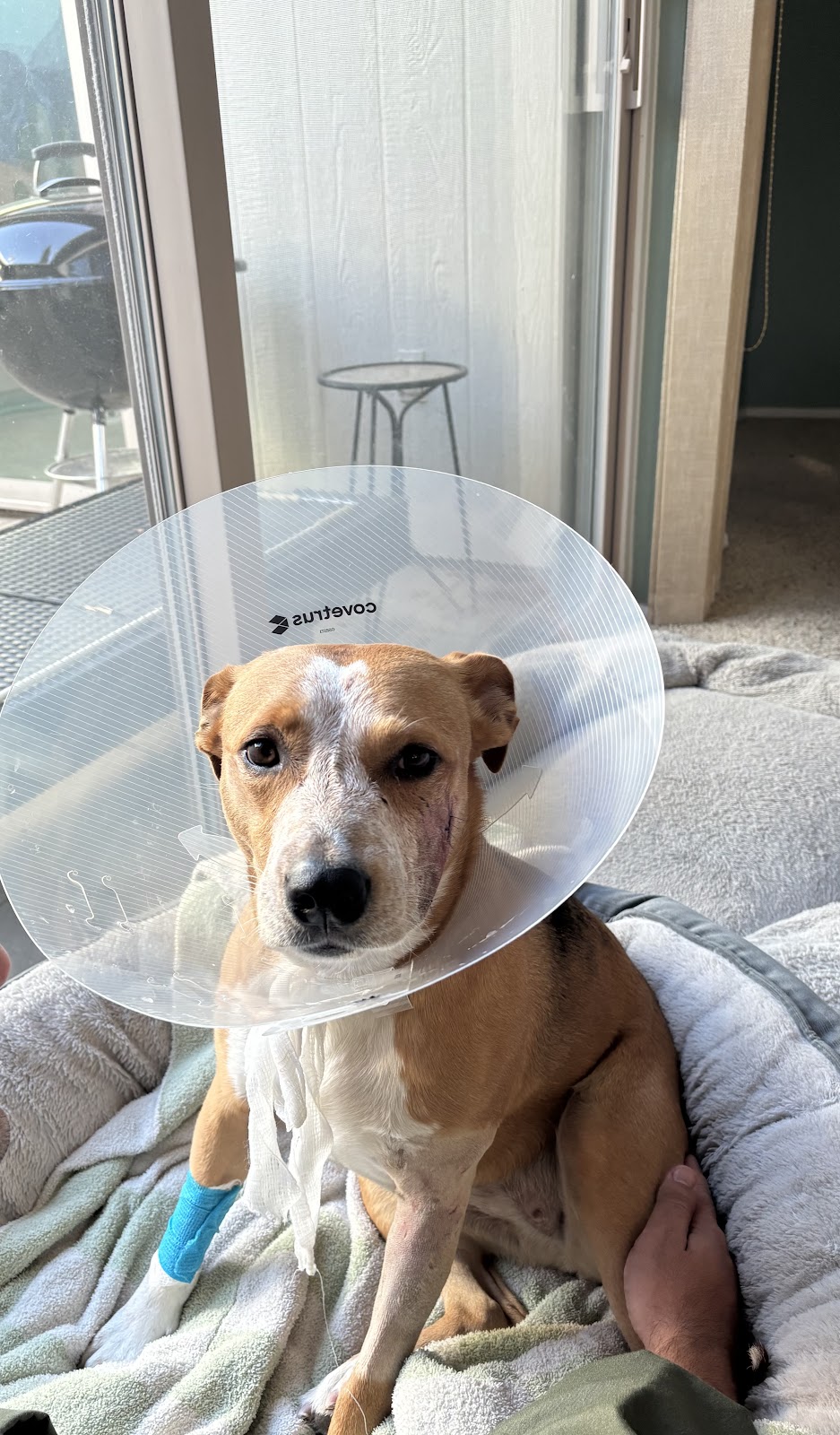 Southern Arizona Veterinary Specialty & Emergency