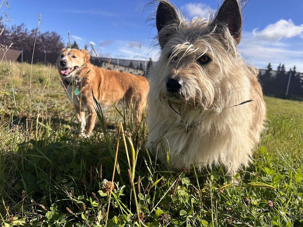 Government Hill Dog Park