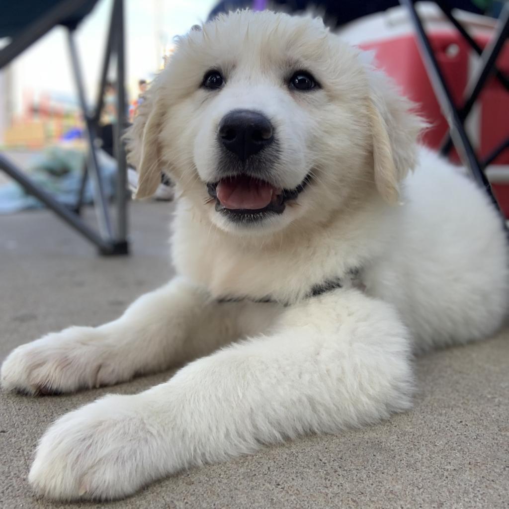 Tulsa SPCA