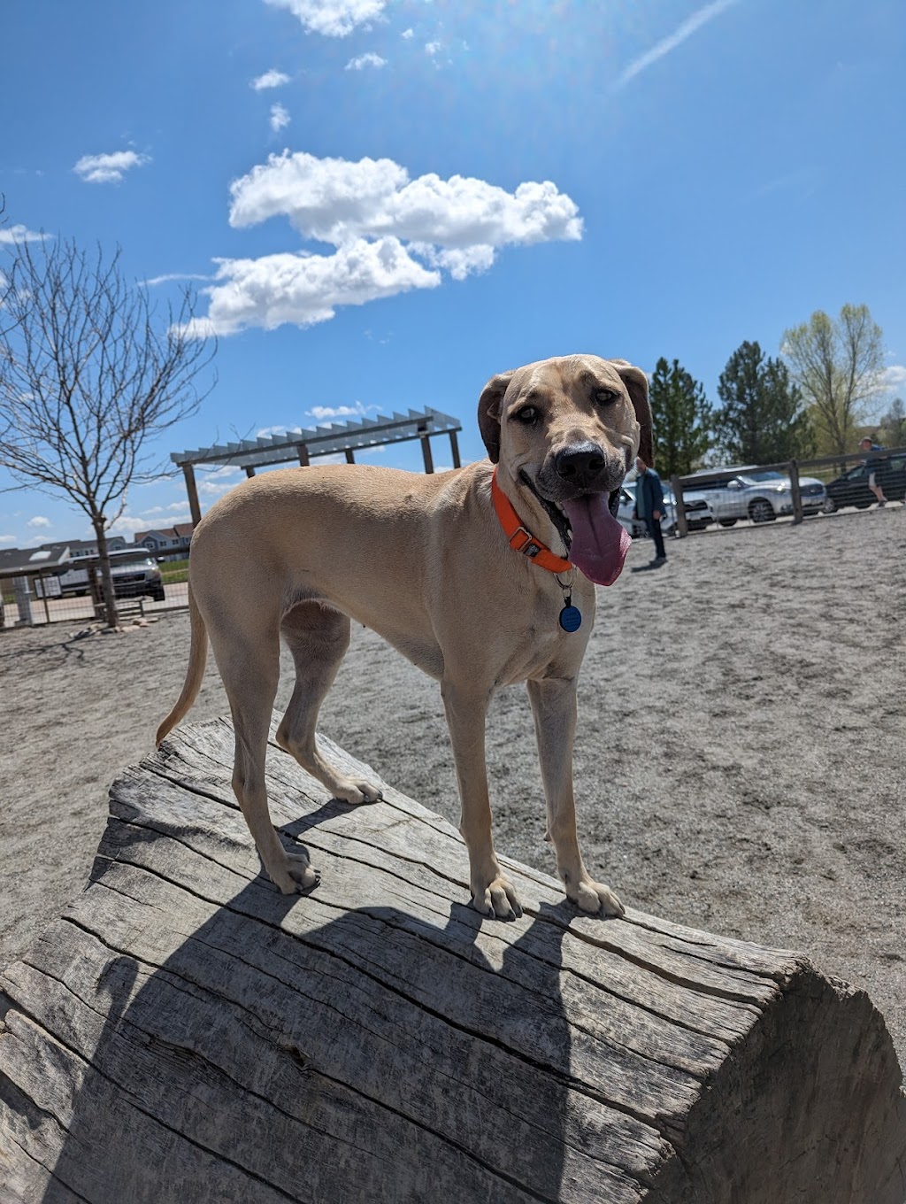Greenlee Park Dog Park